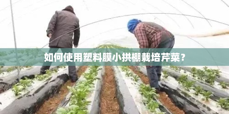 如何使用塑料膜小拱棚栽培芹菜？