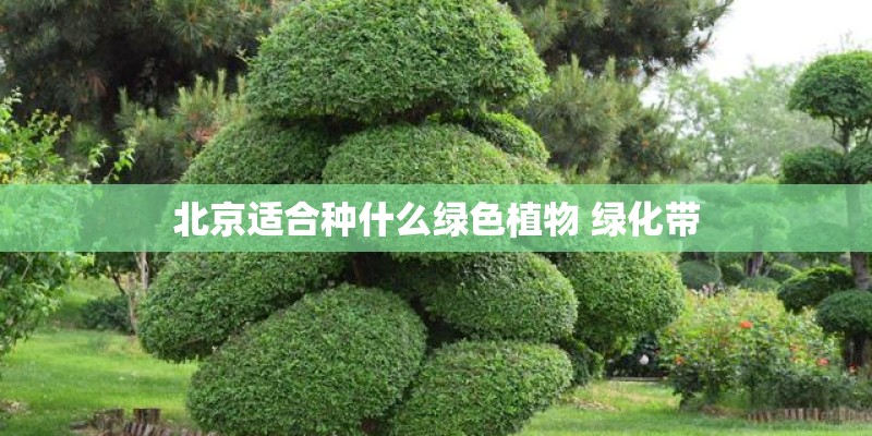北京适合种什么绿色植物 绿化带