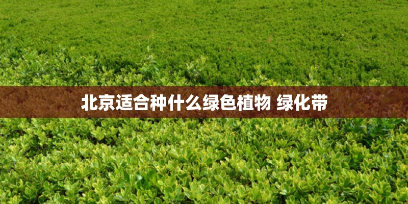 北京适合种什么绿色植物 绿化带