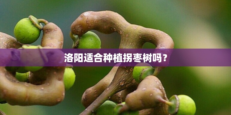 洛阳适合种植拐枣树吗？