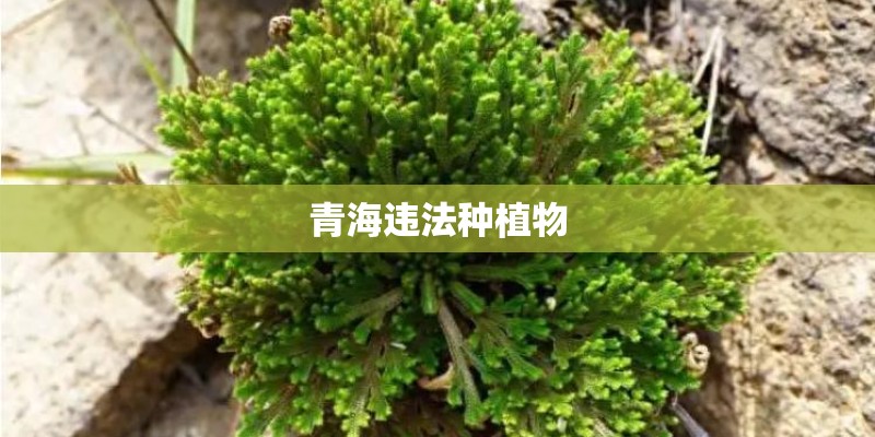 青海违法种植物