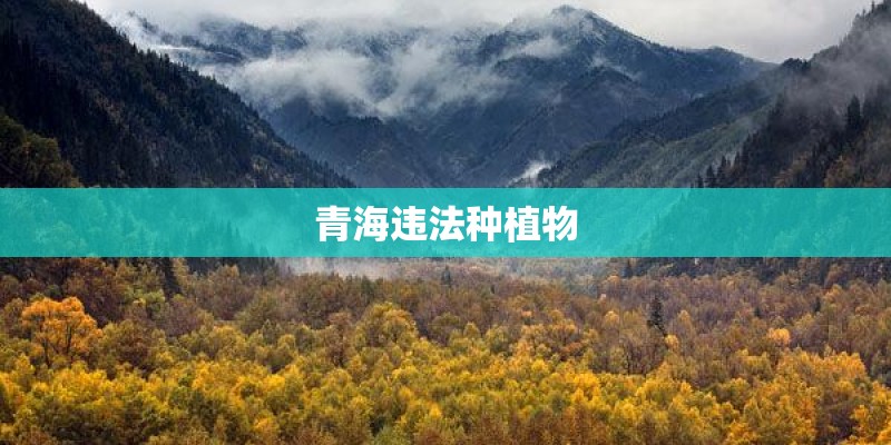 青海违法种植物