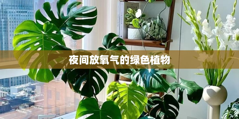 夜间放氧气的绿色植物