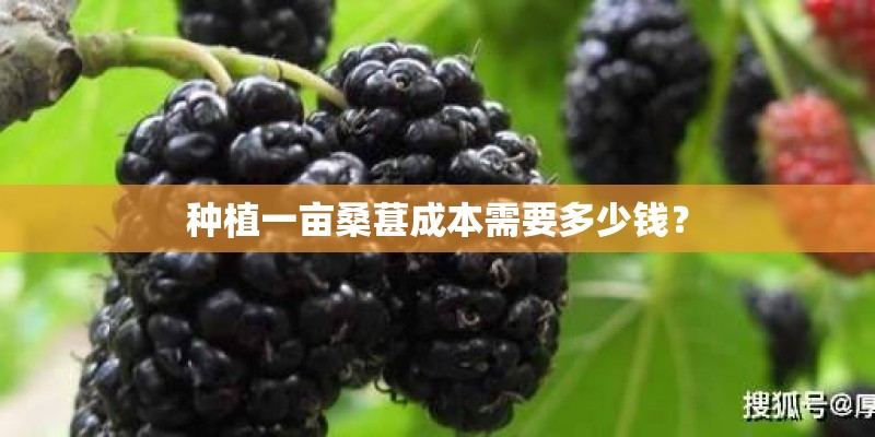 种植一亩桑葚成本需要多少钱？