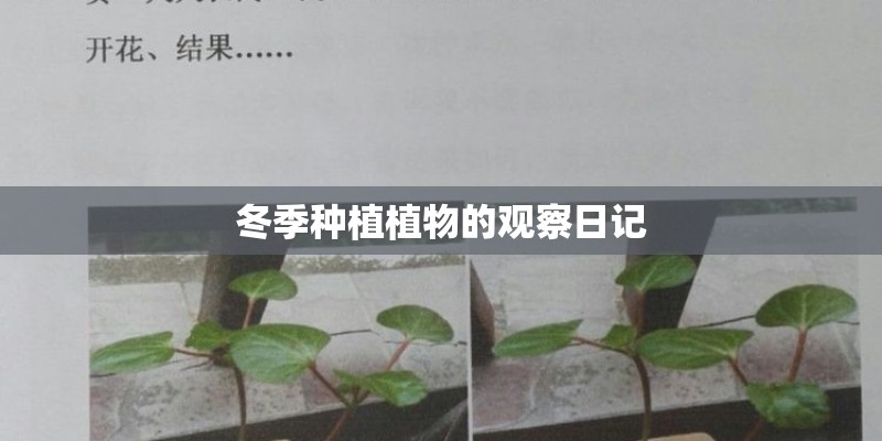 冬季种植植物的观察日记