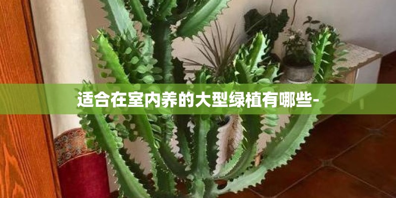 适合在室内养的大型绿植有哪些-