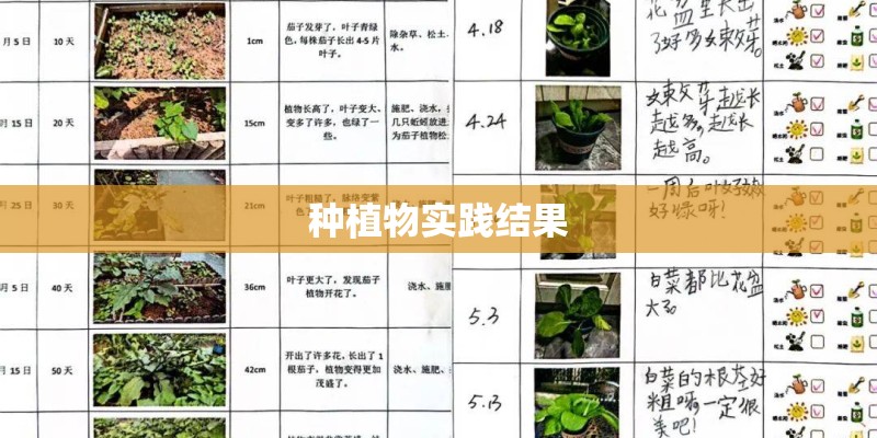 种植物实践结果 种植物实践结果