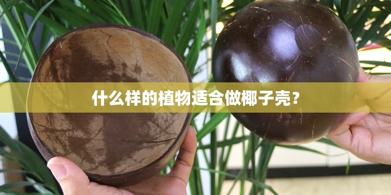 什么样的植物适合做椰子壳？