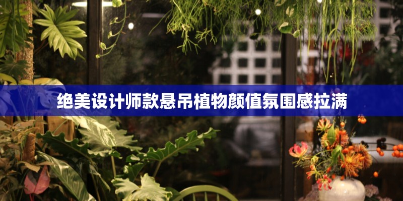 绝美设计师款悬吊植物颜值氛围感拉满