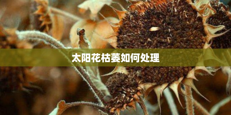 太阳花枯萎如何处理
