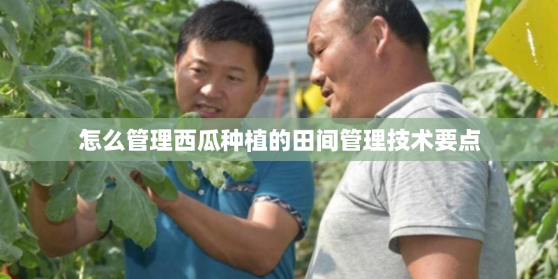 怎么管理西瓜种植的田间管理技术要点