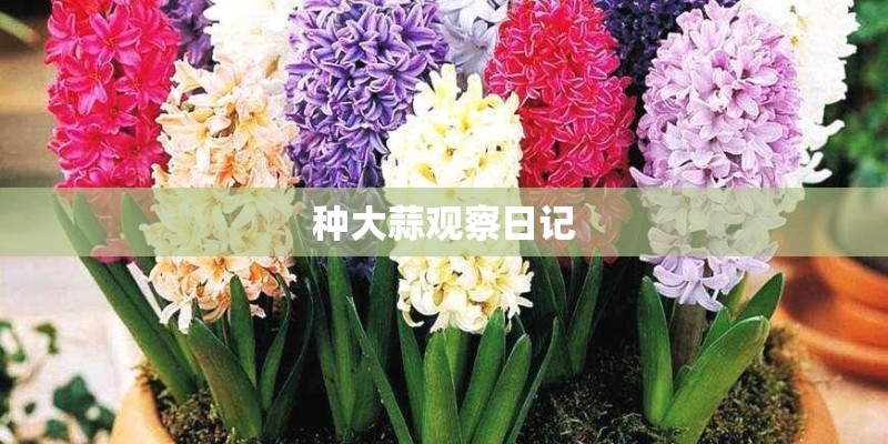 种大蒜观察日记