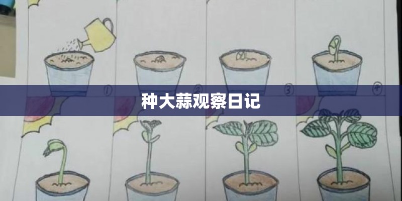 种大蒜观察日记
