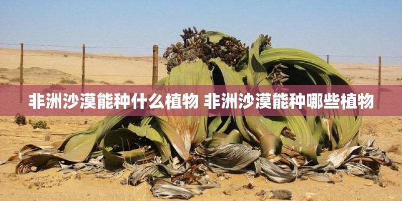 非洲沙漠能种什么植物 非洲沙漠能种哪些植物
