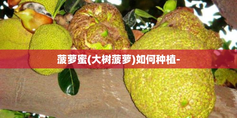 菠萝蜜(大树菠萝)如何种植-