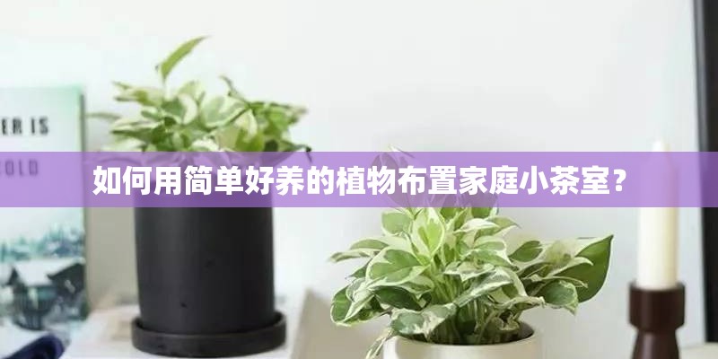 如何用简单好养的植物布置家庭小茶室？