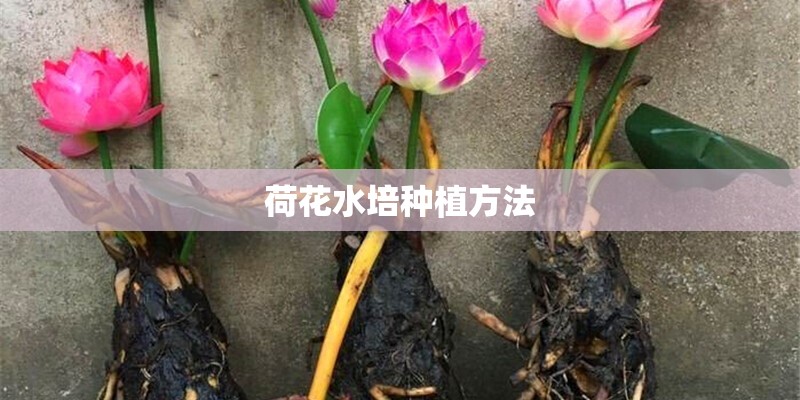 荷花水培种植方法