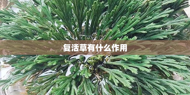复活草有什么作用