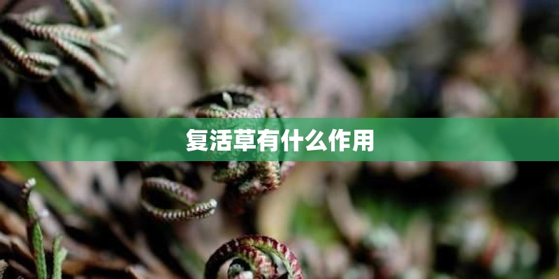 复活草有什么作用