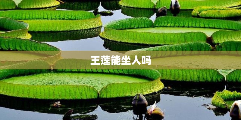王莲能坐人吗