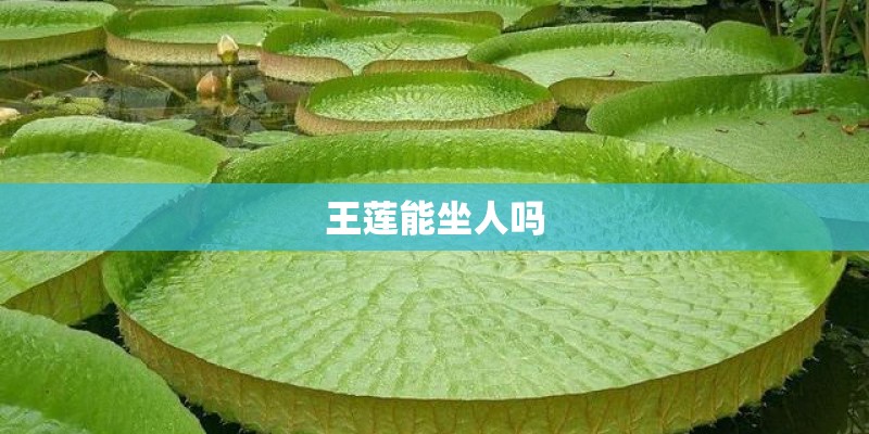 王莲能坐人吗