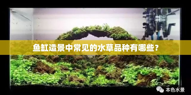 鱼缸造景中常见的水草品种有哪些? 鱼缸造景中常见的水草品种有哪些?