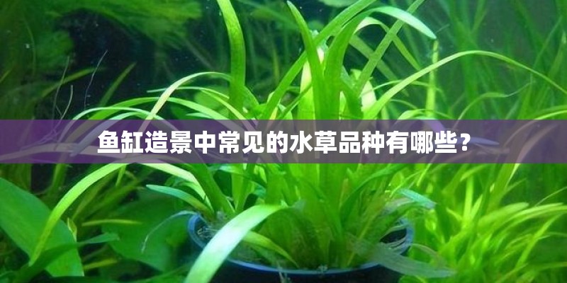 鱼缸造景中常见的水草品种有哪些? 鱼缸造景中常见的水草品种有哪些?