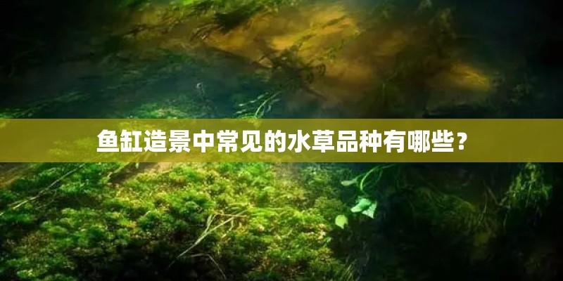 鱼缸造景中常见的水草品种有哪些? 鱼缸造景中常见的水草品种有哪些?
