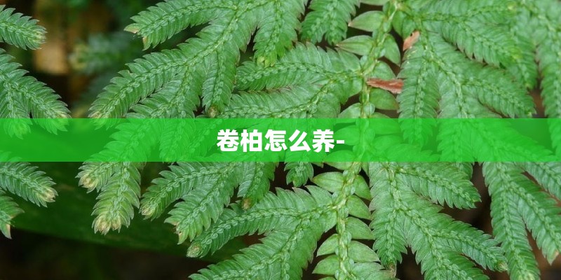 卷柏怎么养-