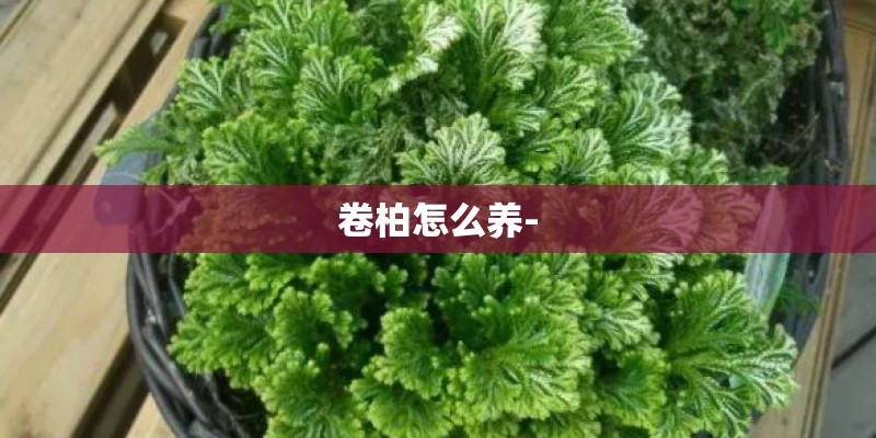 卷柏怎么养-