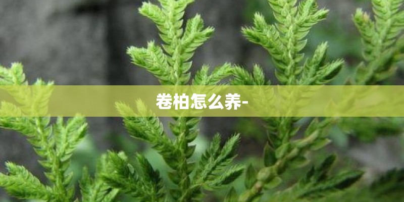 卷柏怎么养-