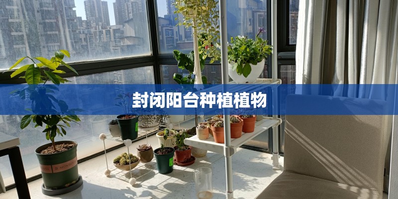 封闭阳台种植植物