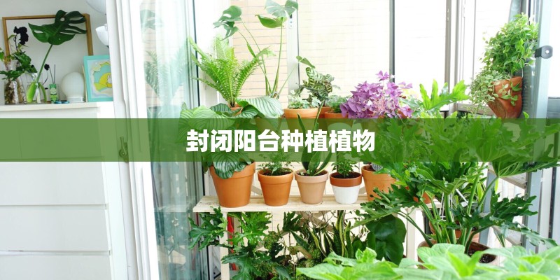 封闭阳台种植植物