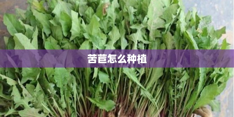 苦苣怎么种植