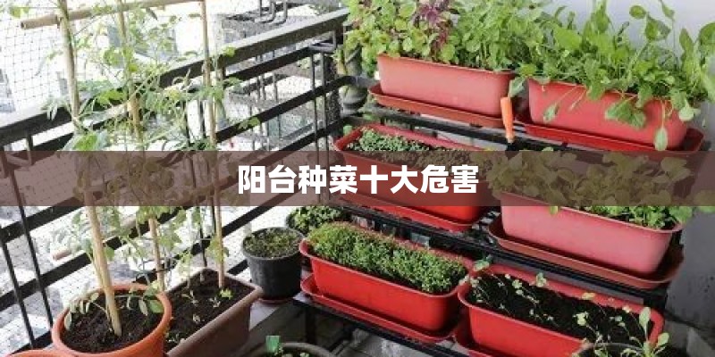阳台种菜十大危害