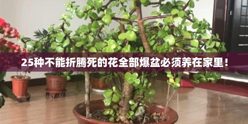 25种不能折腾死的花全部爆盆必须养在家里！