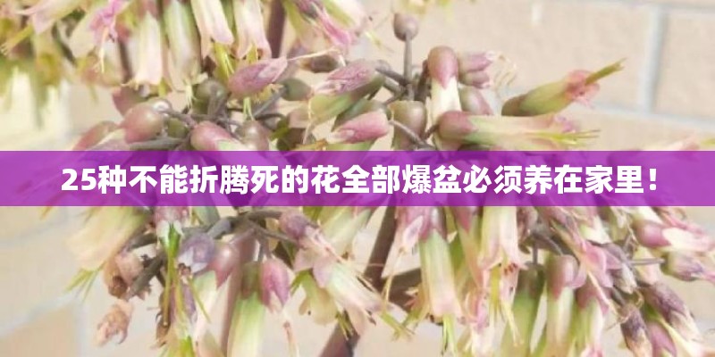25种不能折腾死的花全部爆盆必须养在家里！