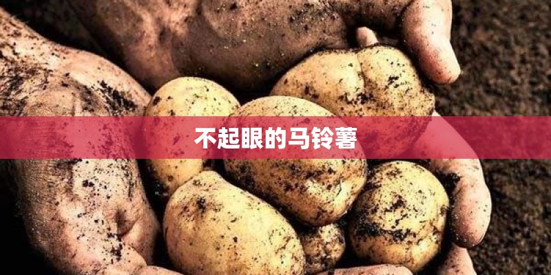 不起眼的马铃薯