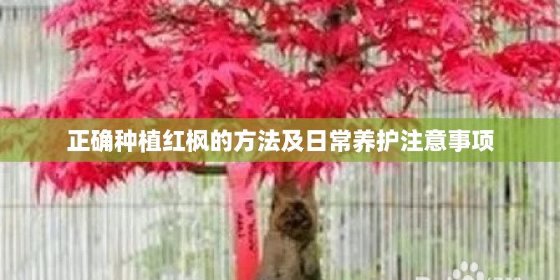正确种植红枫的方法及日常养护注意事项
