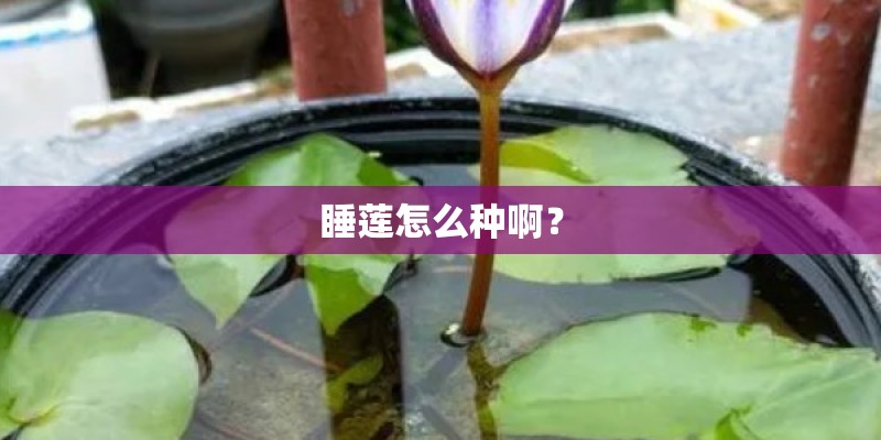 睡莲怎么种啊？