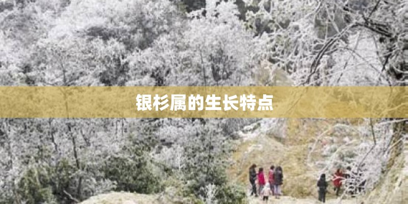 银杉属的生长特点