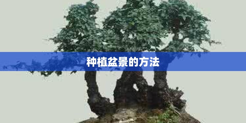 种植盆景的方法
