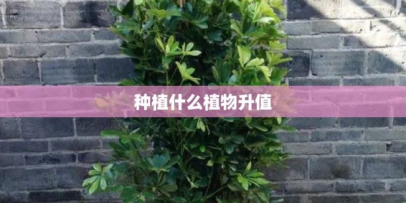 种植什么植物升值 种植什么植物升值