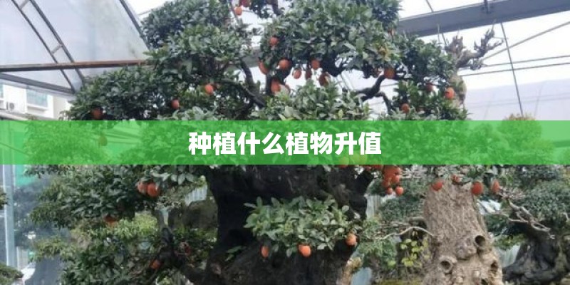 种植什么植物升值 种植什么植物升值