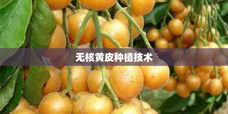 无核黄皮种植技术