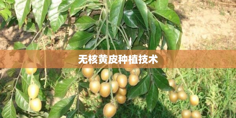 无核黄皮种植技术