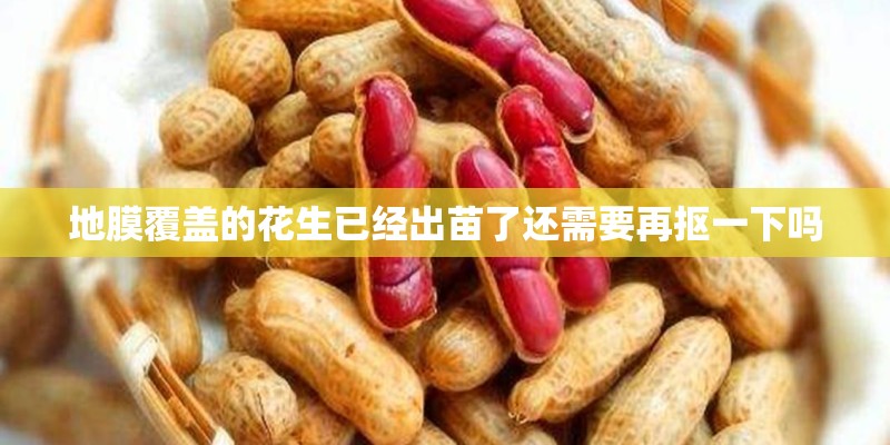 地膜覆盖的花生已经出苗了还需要再抠一下吗 地膜覆盖的花生已经出苗了还需要再抠一下吗