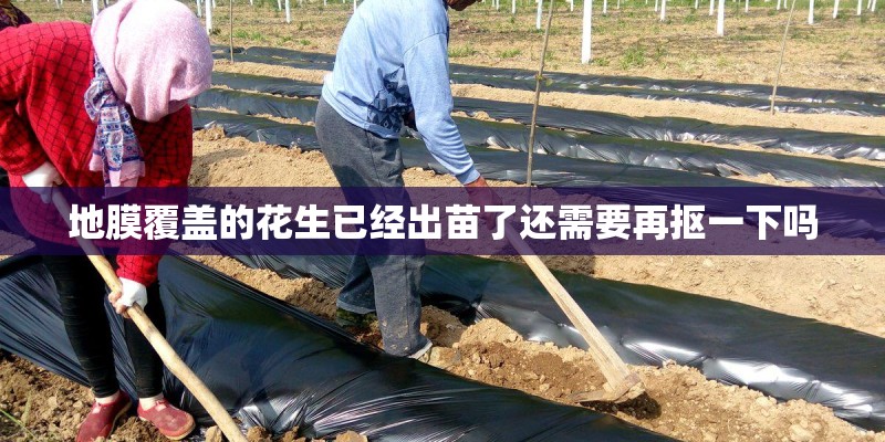 地膜覆盖的花生已经出苗了还需要再抠一下吗 地膜覆盖的花生已经出苗了还需要再抠一下吗
