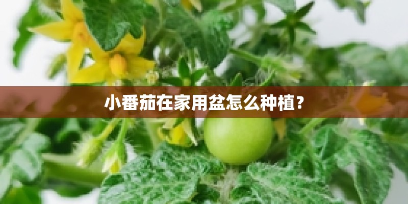 小番茄在家用盆怎么种植？