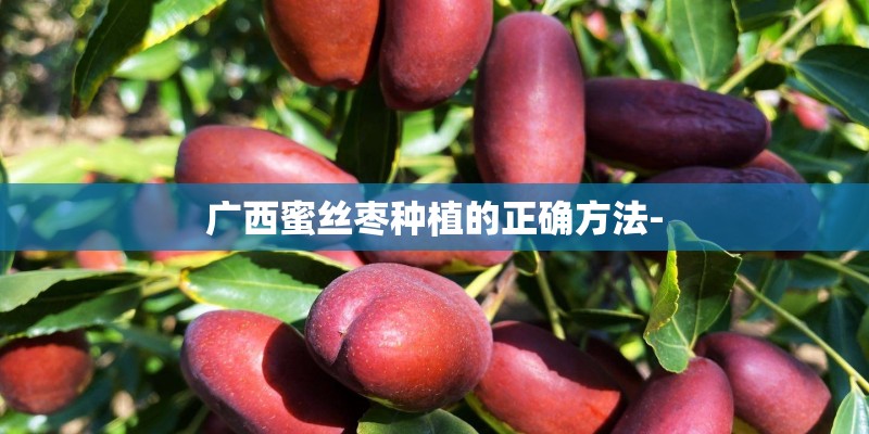 广西蜜丝枣种植的正确方法-